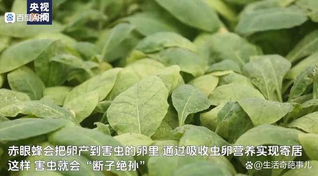 湖南桂阳放出41亿只虫子灭害虫，支起“益虫卫士”防控网祝农增收
