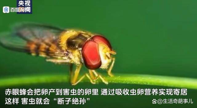 湖南桂阳放出41亿只虫子灭害虫，支起“益虫卫士”防控网祝农增收