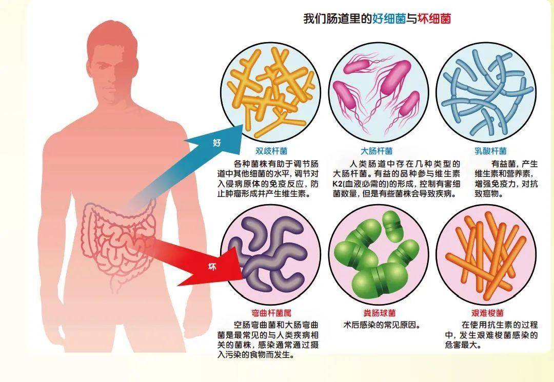 快瞧！快瞧！一大波细菌来了