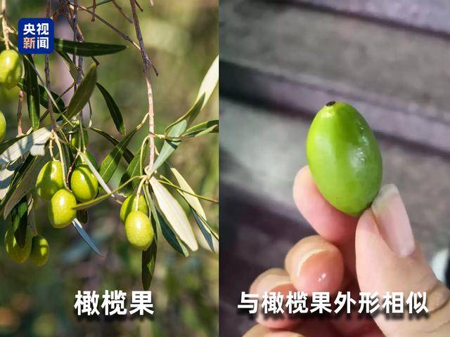 起底“水果骗局”：藏乌梨、爆炸桃、嘉宝果都是假的！